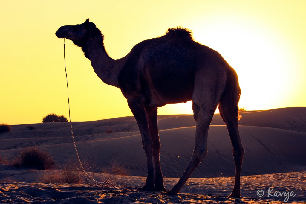 A camel affair: JAISALMER
